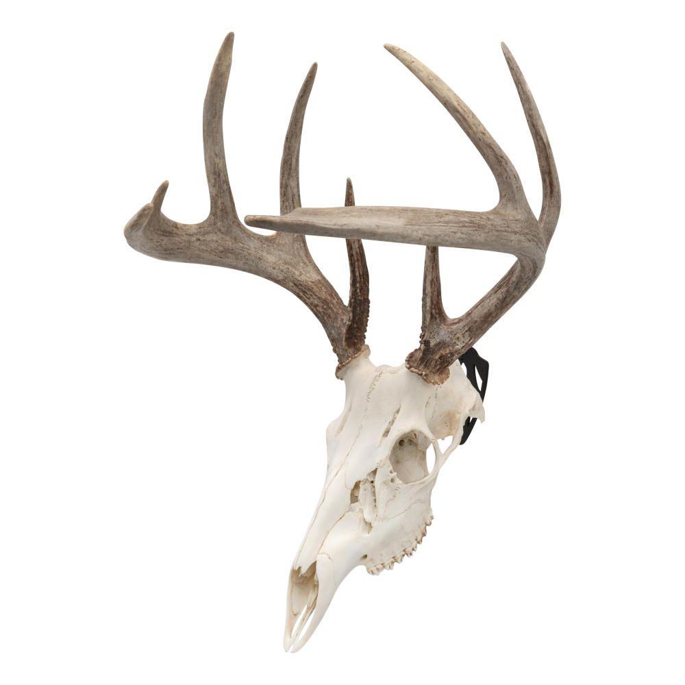 Allen EZ Mount European Deer Skull Wall Display 3/ct Picture of The Allen Company Inc. ALLEN EZ Mount European Skull Peg Hooks 3Pack Black