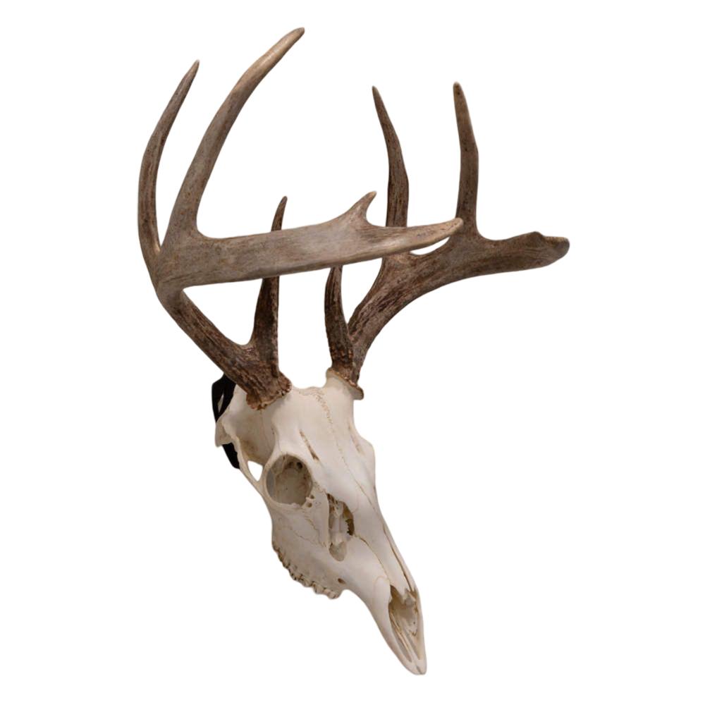 Allen EZ Mount European Deer Skull Wall Display 3/ct Picture of The Allen Company Inc. ALLEN EZ Mount European Skull Peg Hooks 3Pack Black