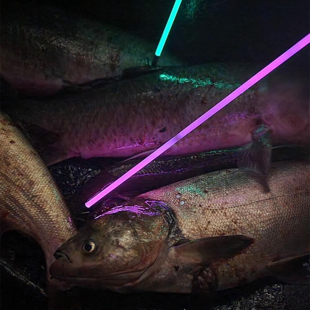 Muzzy Sabre Lighted Bowfishing Arrows w/Carp Point Picture of Feradyne Outdoors Muzzy Saber Fish Arrow w/Carp Point