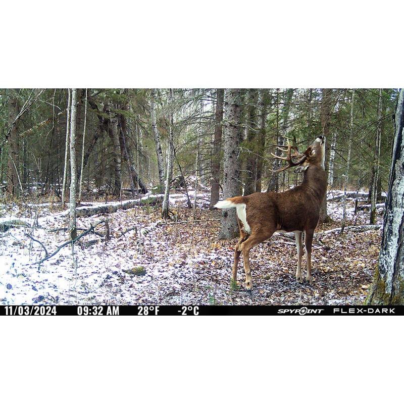 Spypoint FLEX-DARK Cellular Trail Camera Picture of GG TELECOM /SPYPOINT Spypoint FLEX-DARK