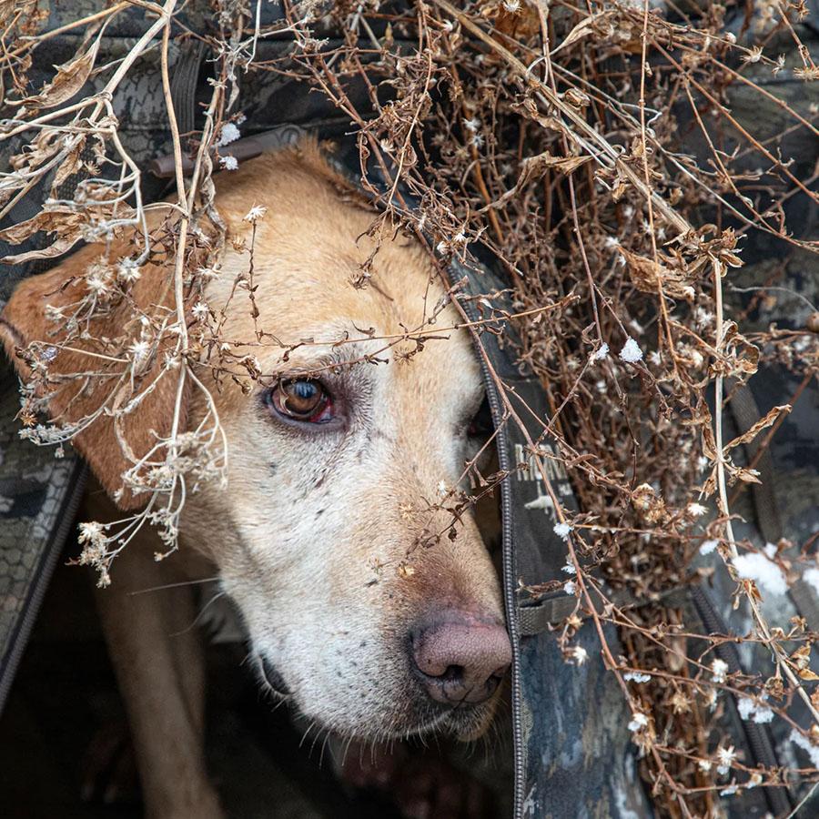 MOmarsh Invisi-Lab Dog Blind Optifade Marsh Picture of Higdon Outdoors MOmarsh Invisi-Lab (Optifade Marsh)