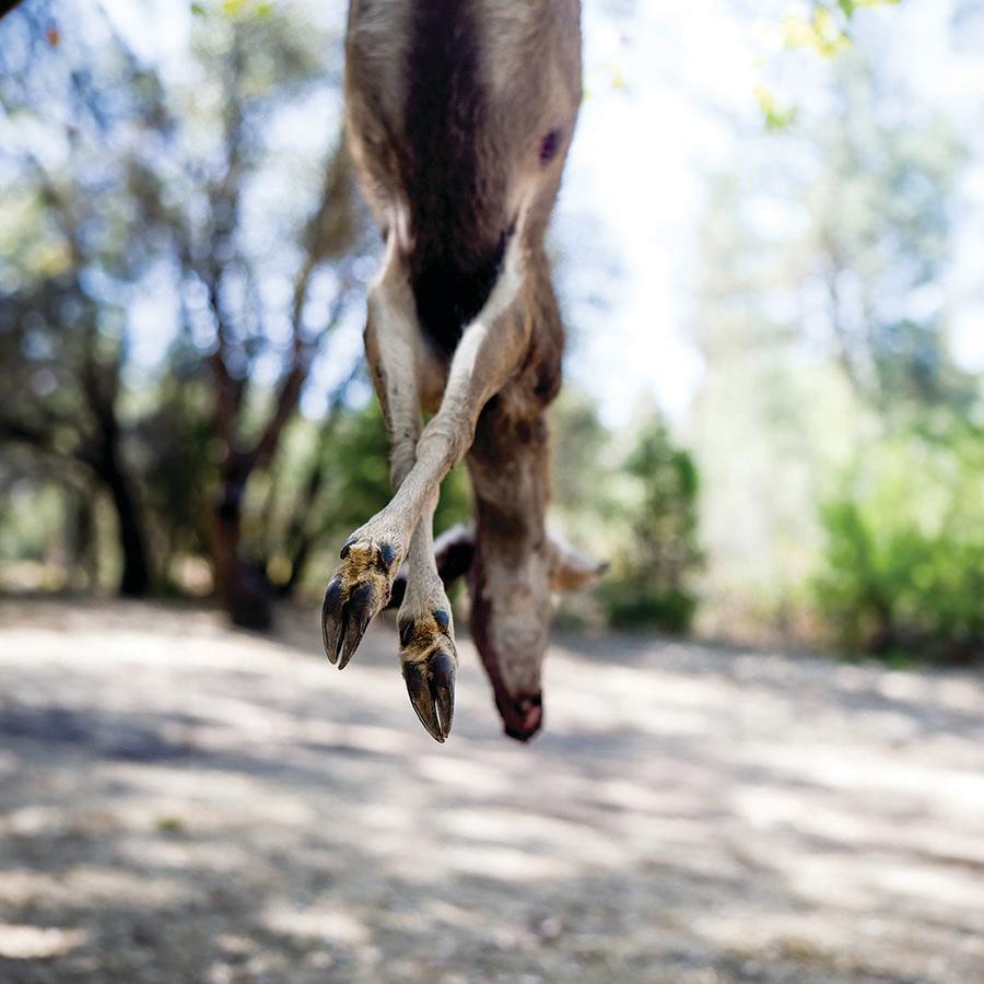 River's Edge Game Gambrel with Hoist Picture of Ardisam (River's Edge/ Barronett Blinds) RIVERS EDGE GAME GAMBREL W/ HOIST RIVERS EDGE